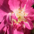 Roz - Trandafir pentru straturi Polyantha - Csinszka